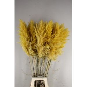 DF Pampas 115cm Apricot