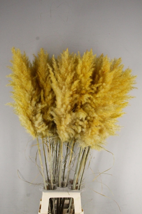 <h4>DF Pampas 115cm Apricot</h4>