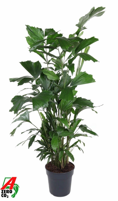 <h4>Caryota Mitis P27</h4>
