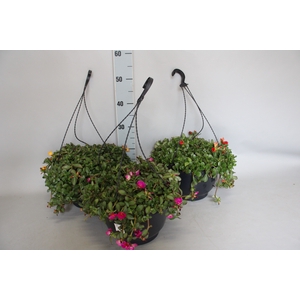 Hangpot 27 cm Portulaca divers