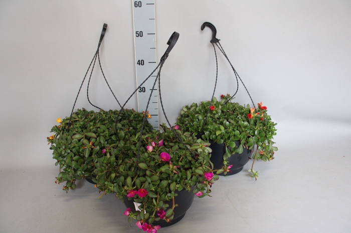 <h4>Hangpot 27 cm Portulaca divers</h4>