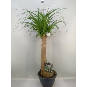 Beaucarnea recurvata