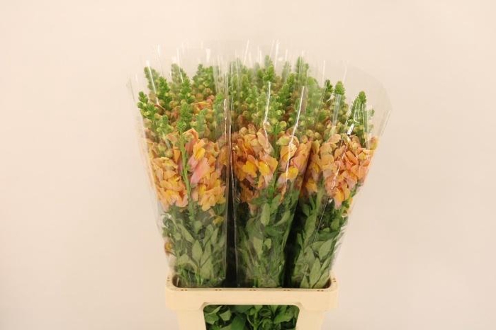 <h4>ANTIR POTO D ORANGE</h4>