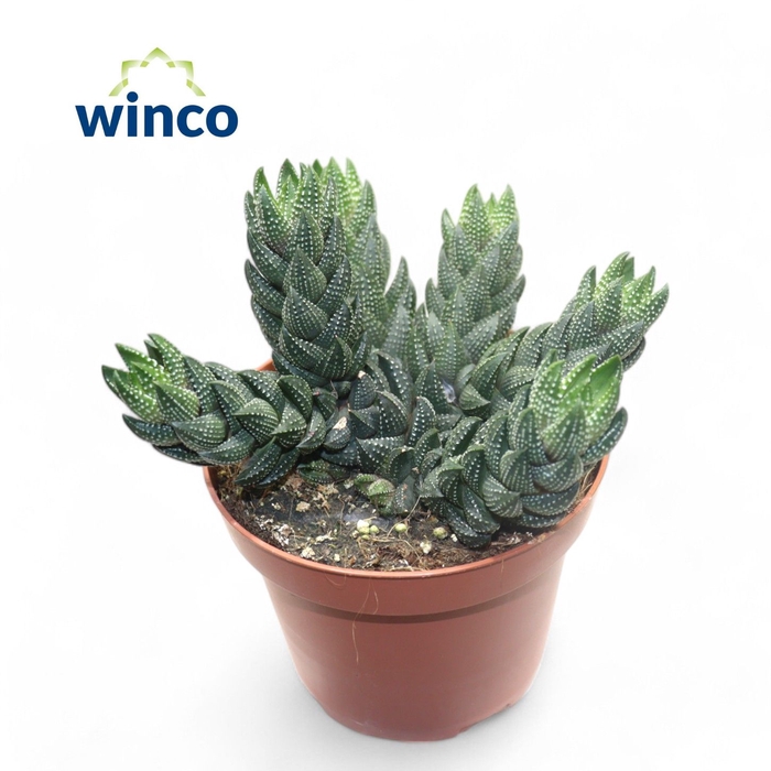 <h4>Haworthia Reinwardtii (group)</h4>