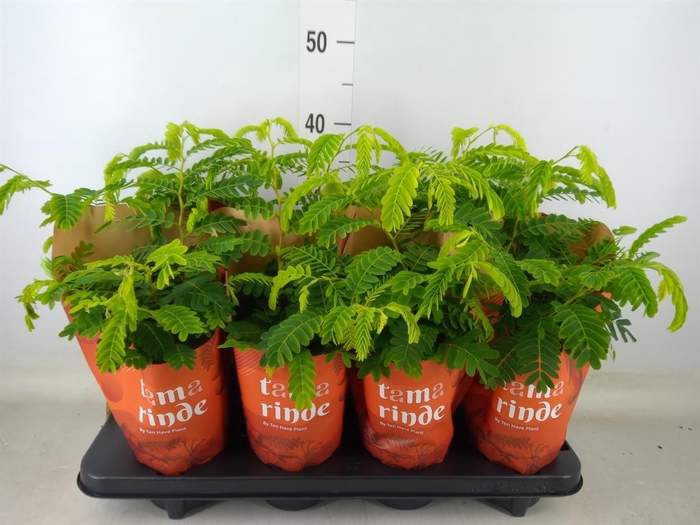 <h4>Tamarindus indica</h4>