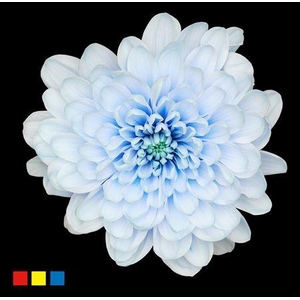 Chr T Altaj Delfts Blue