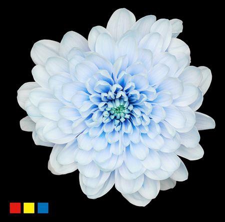 <h4>Chr T Altaj Delfts Blue</h4>