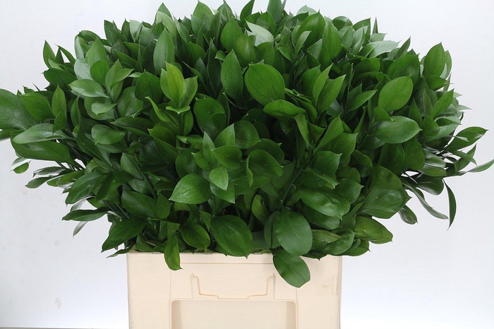 <h4>Ruscus Israel</h4>