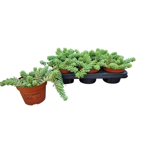 SEDUM BURRITO