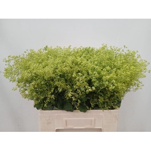 Alchem M Robustica