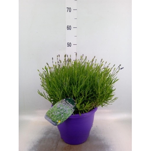 Lavandula angus. 'Essence Pure'