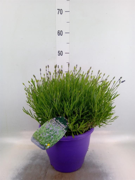 <h4>Lavandula angus. 'Essence Pure'</h4>
