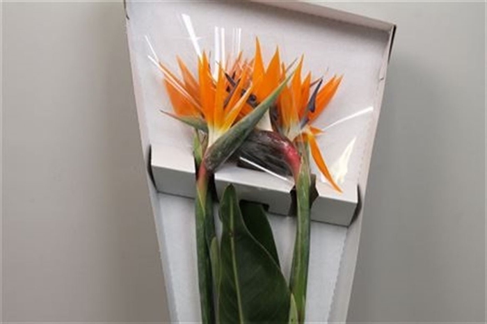 <h4>Strelitzia Bloem</h4>