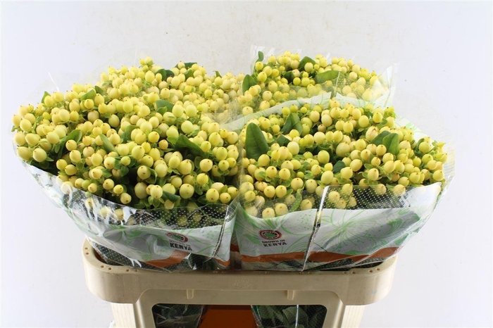 <h4>Hyp Mag Royal Cream</h4>