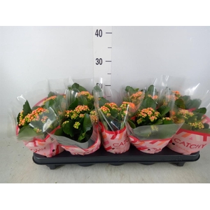 Kalanchoe blos. 'Perfecta Orange'
