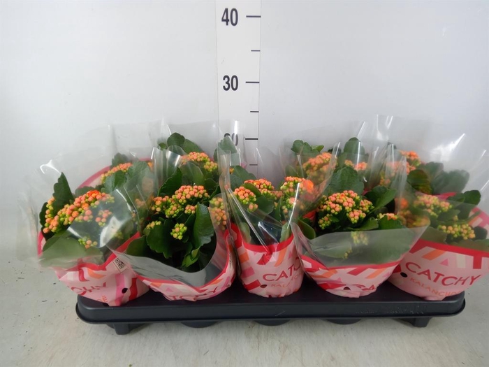 <h4>Kalanchoe blos. 'Perfecta Orange'</h4>