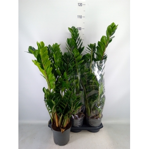 Zamioculcas zamiifolia