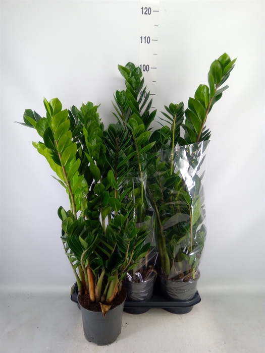<h4>Zamioculcas zamiifolia</h4>