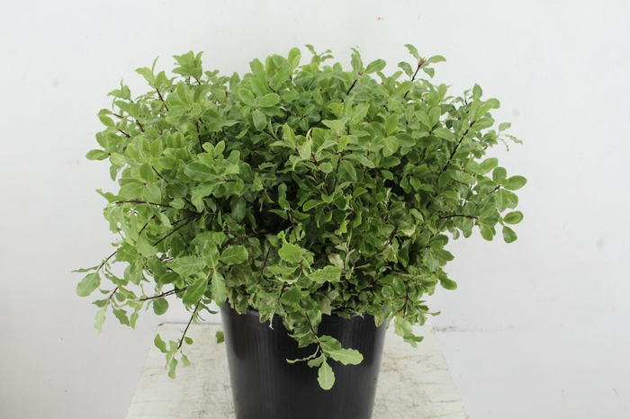 <h4>PITTO NEVATO 150GR</h4>