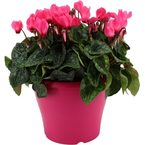 Cyclamen roze in 19 cm terras pot ton sur ton