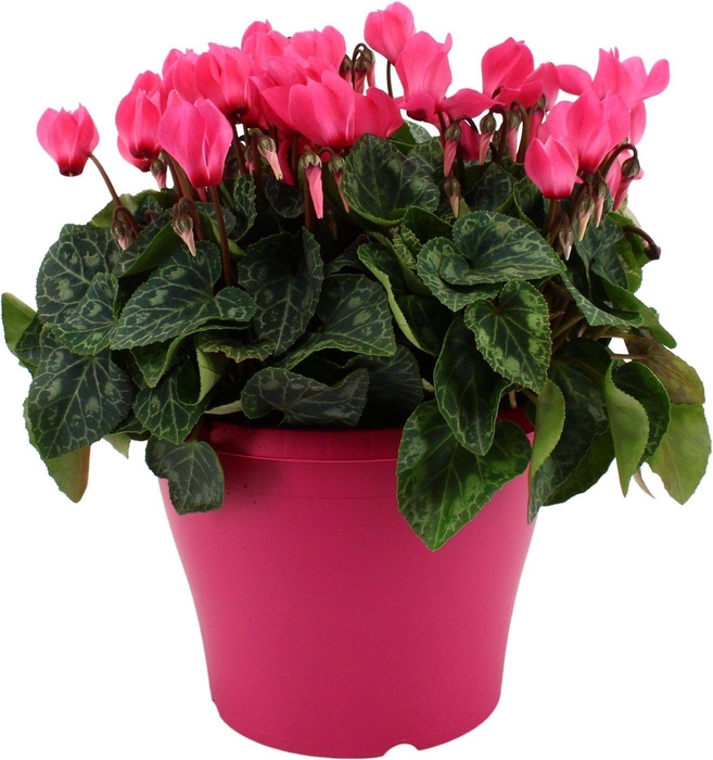 <h4>Cyclamen roze in 19 cm terras pot ton sur ton</h4>