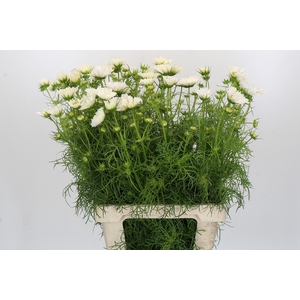 Cosmos White