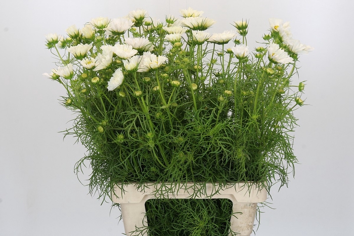 <h4>Cosmos White</h4>
