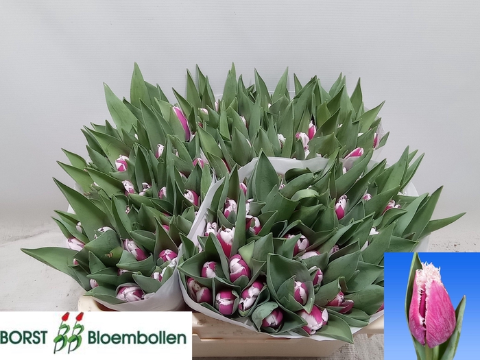 <h4>TU FR SAN STEFANO</h4>