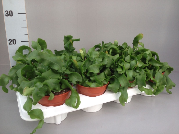 Epiphyllum guatemale