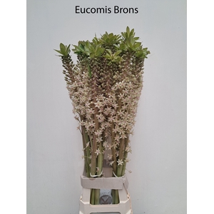 EUCOMIS OV