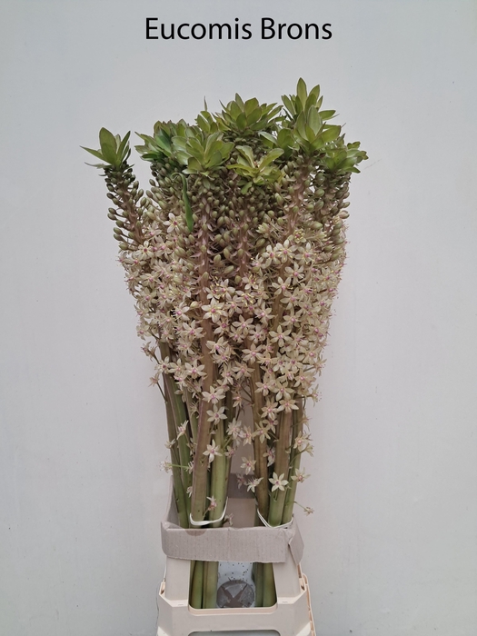 <h4>EUCOMIS OV</h4>