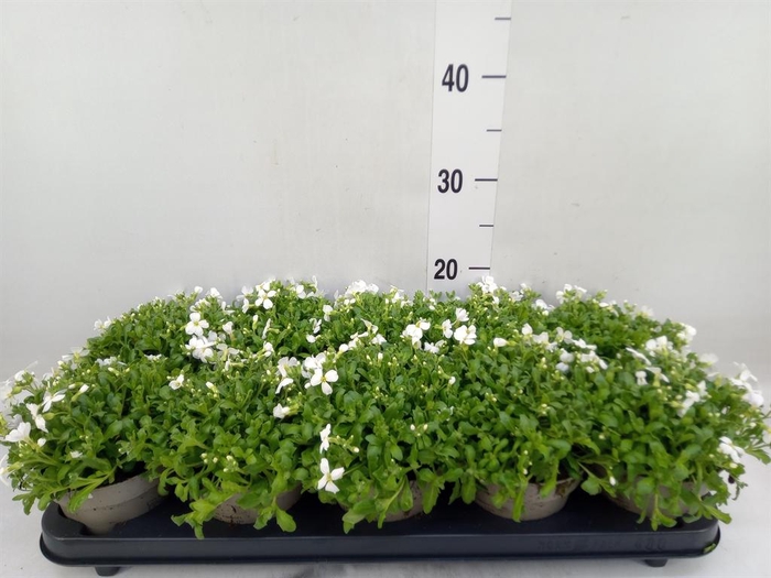 <h4>Aubrieta   ...</h4>