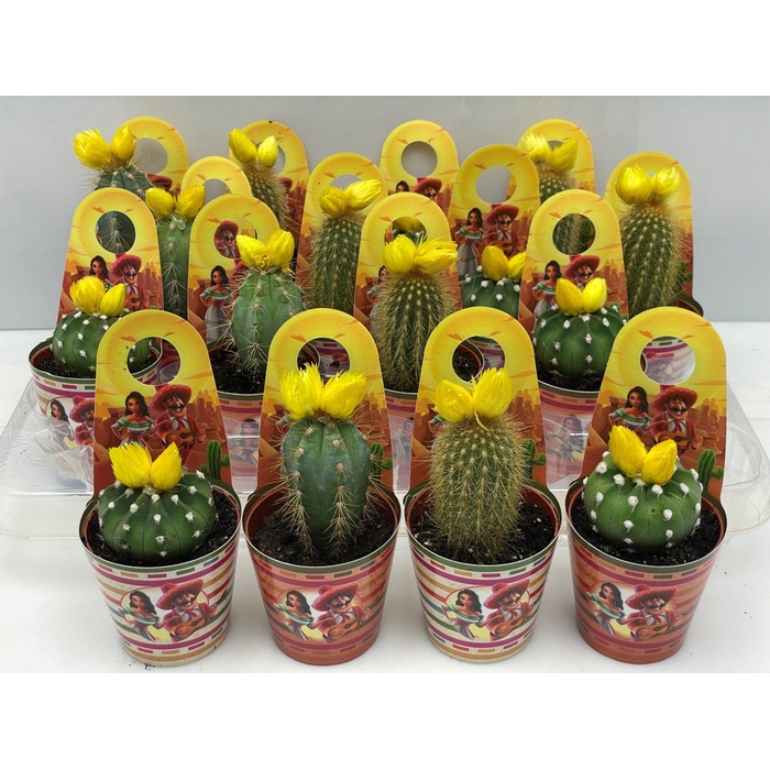 <h4>CACTUS GEM</h4>