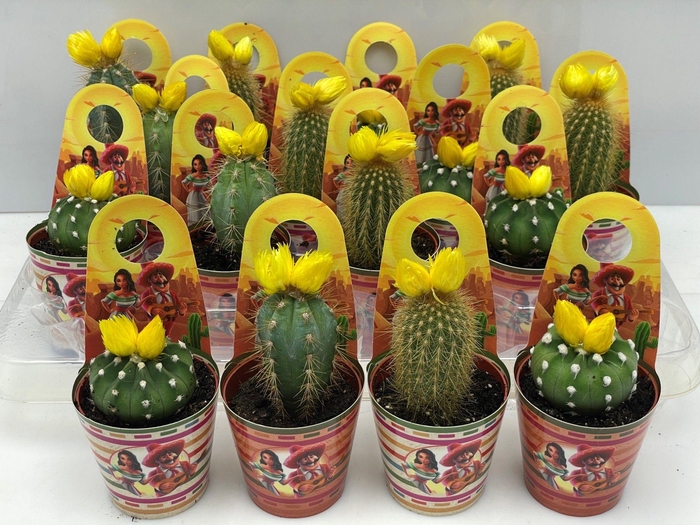 <h4>CACTUS GEM</h4>
