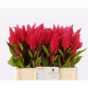 Celosia Cynthia Rose GJ Bouwer