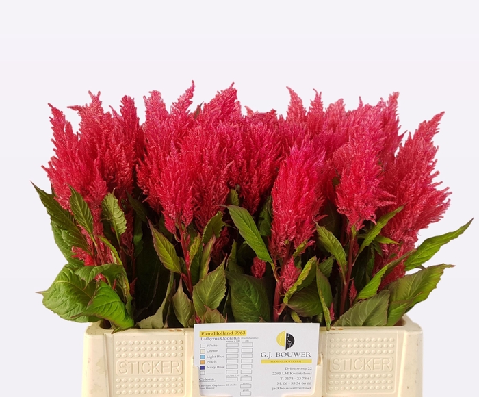 <h4>Celosia Cynthia Rose GJ Bouwer</h4>