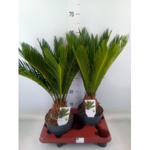Cycas revoluta