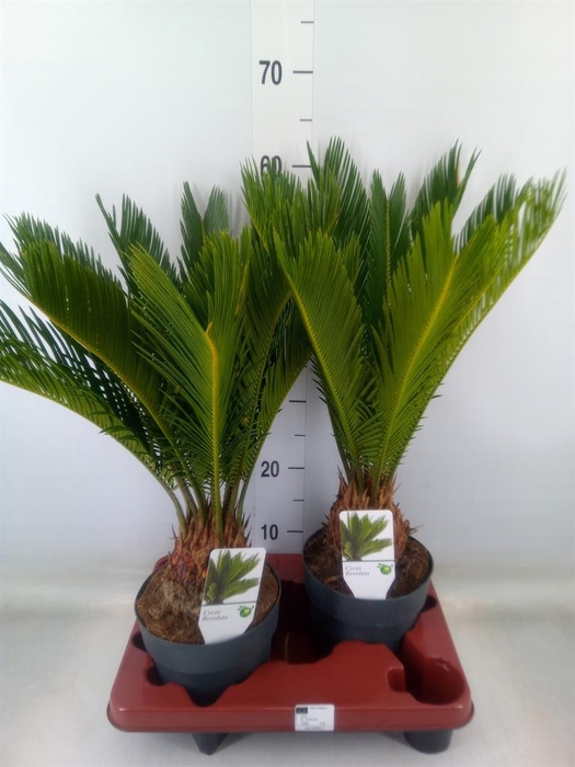 <h4>Cycas revoluta</h4>