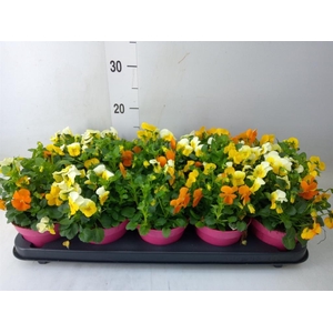 Viola corn. 'Evo Mini MM Amsterdam'