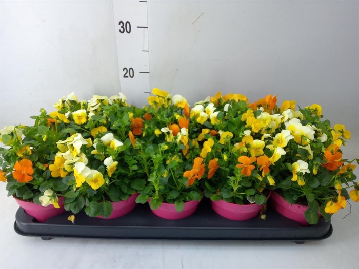 <h4>Viola corn. 'Evo Mini MM Amsterdam'</h4>
