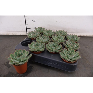 Mini Echeveria Sky Pearl 5.5 Cm. Pot