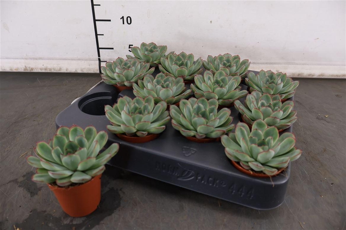 <h4>Mini Echeveria Sky Pearl 5.5 Cm. Pot</h4>