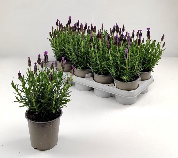 <h4>LAVAN STOECHAS</h4>