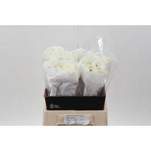 Ran White Ecu 40cm