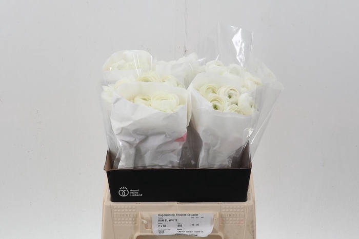 <h4>Ran White Ecu 40cm</h4>