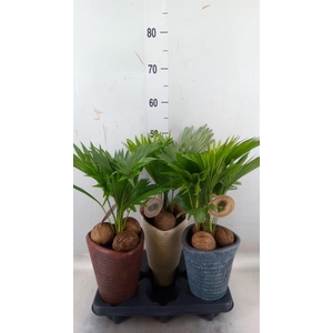 Livistona rotundifolia