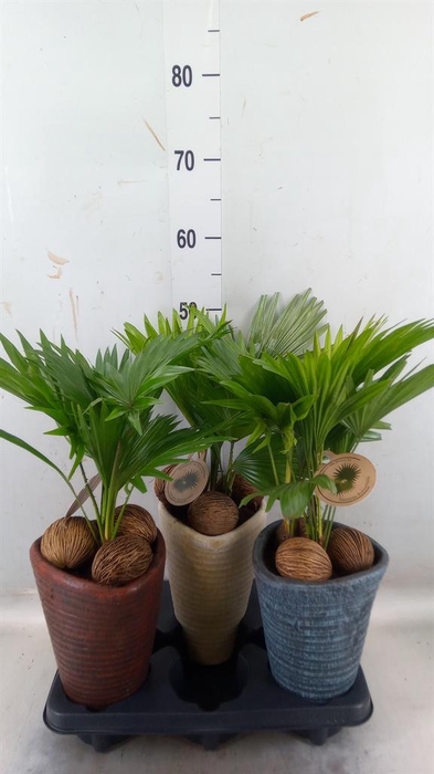 <h4>Livistona rotundifolia</h4>