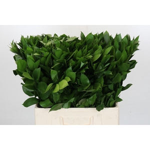 Ruscus Israel