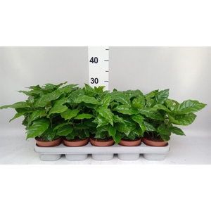 Coffea arabica