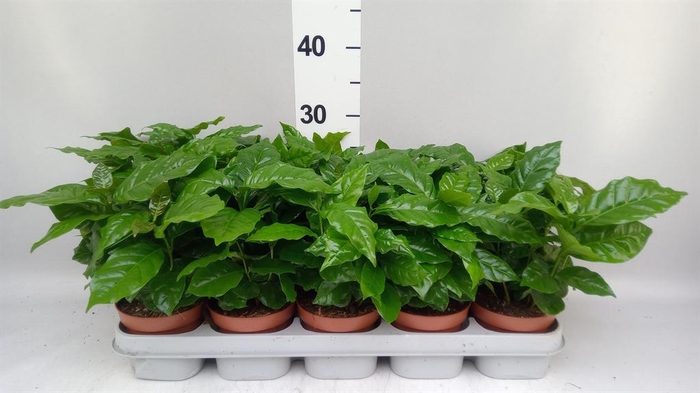 <h4>Coffea arabica</h4>